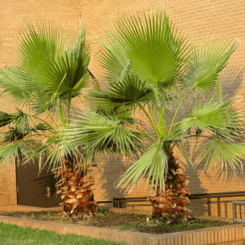 Washingtonia